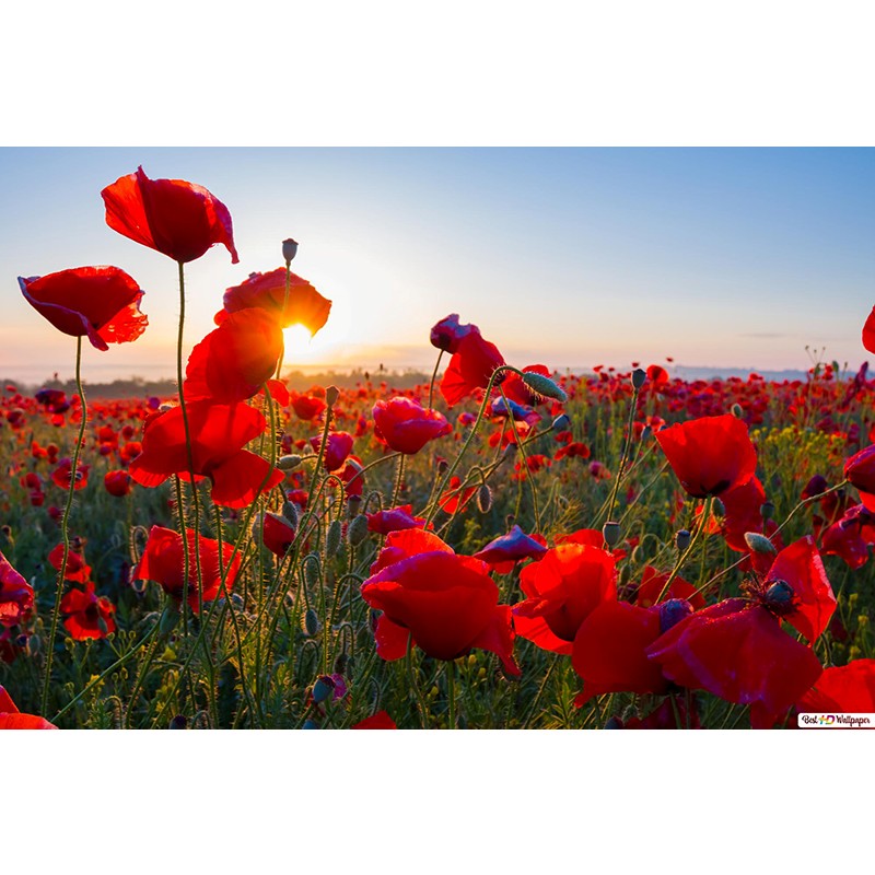 Kit de point de croix - Coquelicots